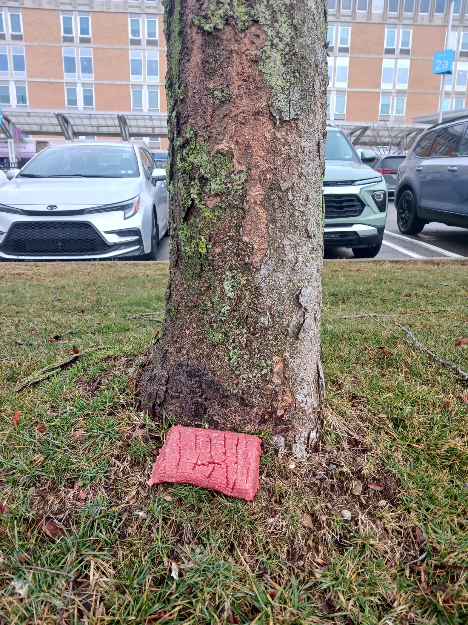 An unwrapped slab of ground beef, sits beneath a tree in a hospital parking lot.